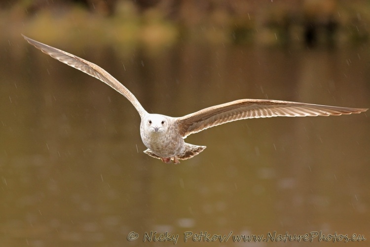 WildLife Photos of Birds, Gulls, Terns & Auks, Herring Gull, Larus argentatus